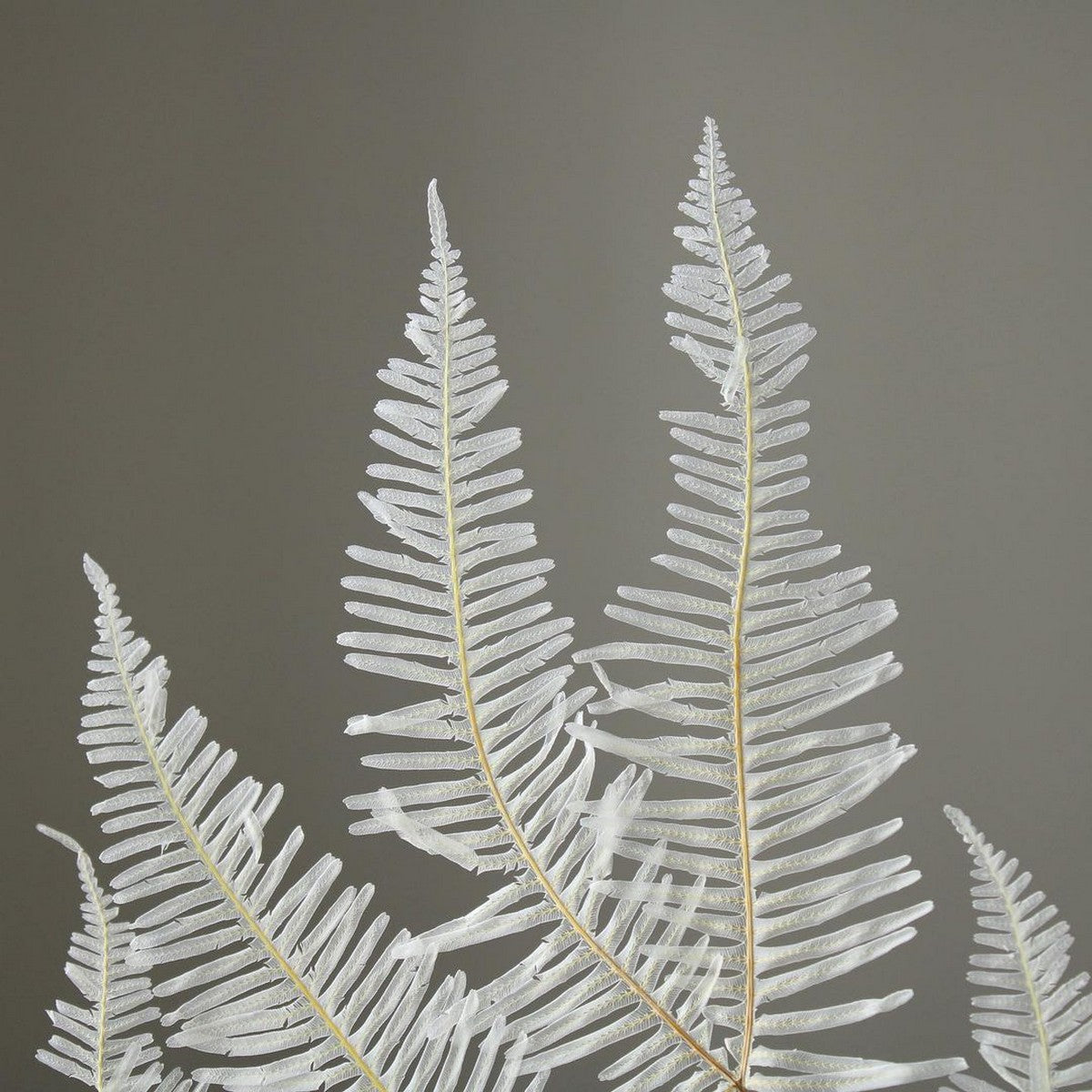 EARTH MATTERS Earth Farm - Mountain Ferns Japanese Mountain Ferns - White