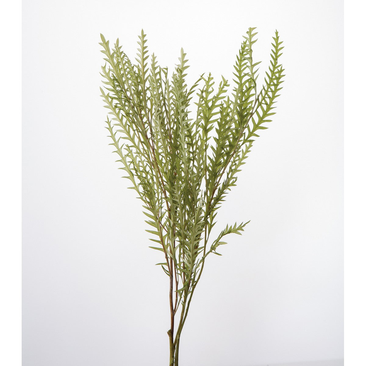 EARTH MATTERS Earth Farm - Grevillea Ivanhoe Japanese silver birch - Light Green light green