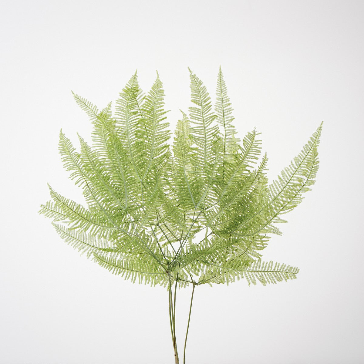 EARTH MATTERS Earth Farm - Mountain Ferns - Light Green