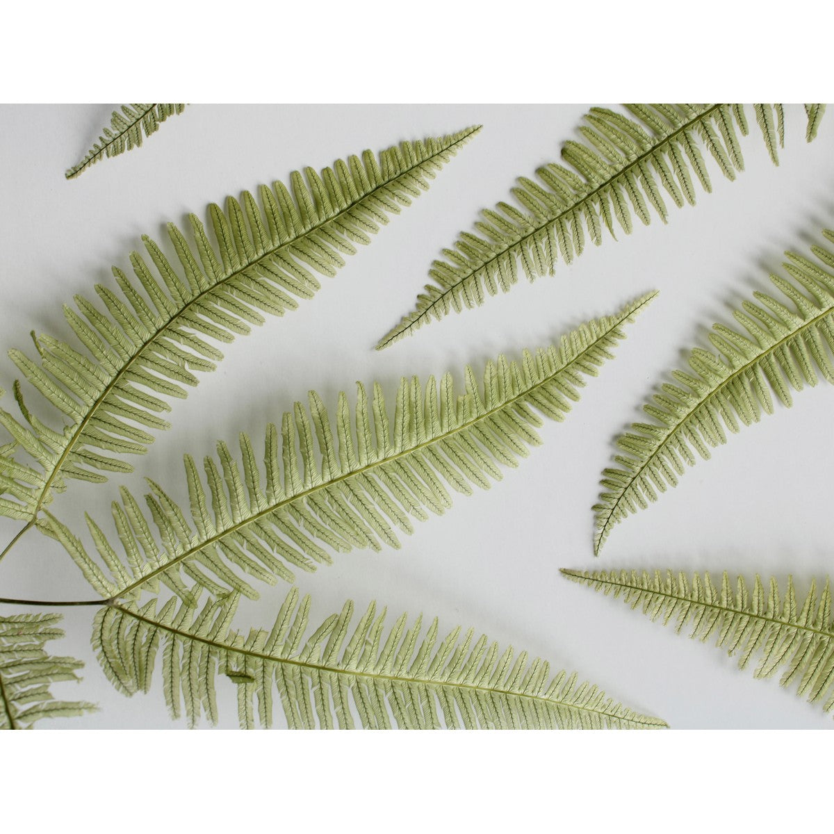 EARTH MATTERS Earth Farm - Mountain Ferns - Light Green