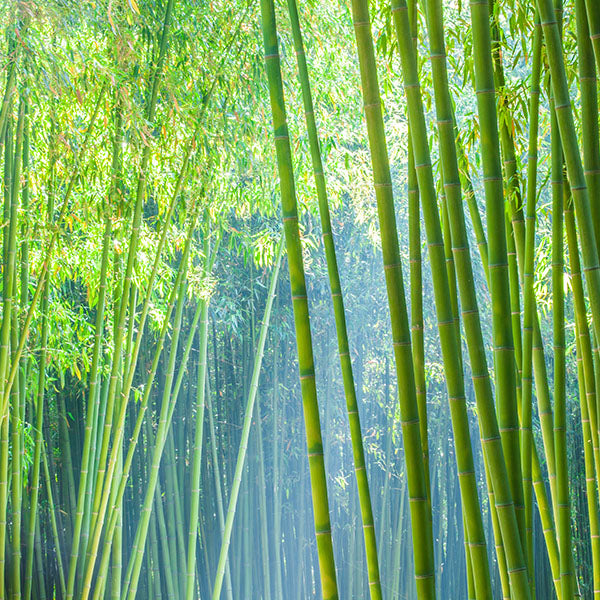 GCS - Bamboo Base 竹子基底油