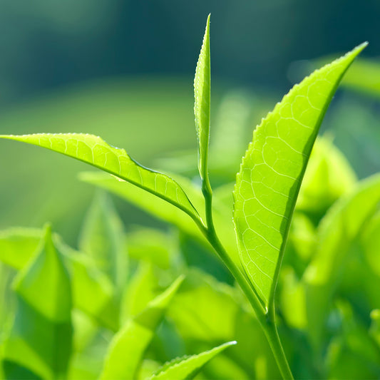 Essential Oil - Tea Tree natural essential oil