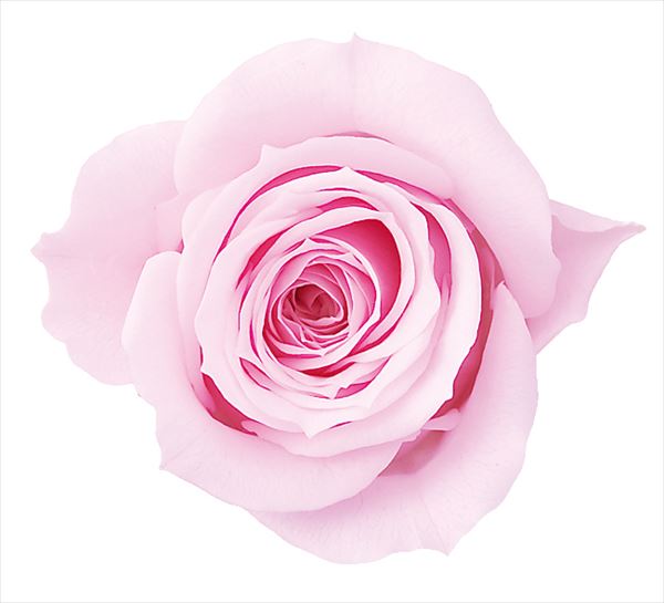 EARTH MATTERS Dadi Farm - Preserved Rose Japanese preserved flower (single rose) - Pink