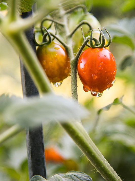 CW - Tomato Leaves 番茄葉 (L Type)