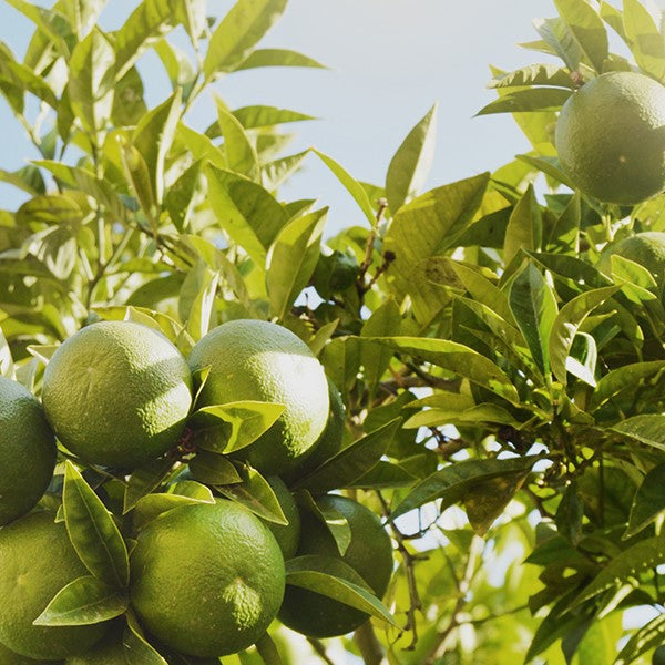 Green Mandarin Base 青橘基底油