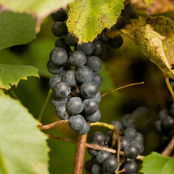 Mountain Grape Base 山葡萄基底油