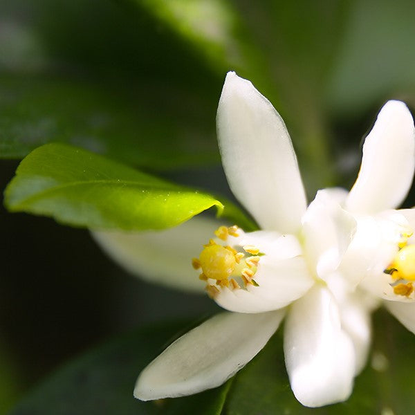 Summer Mandarin Blossom Base 夏季橘花基底油