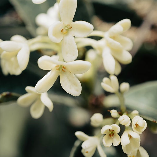 White Osmanthus Base 白桂花基底油