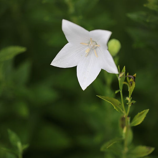 White Bellflower Base 白風鈴草基底油