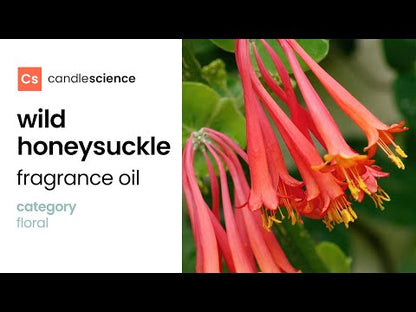 CS - Wild Honeysuckle 野金銀花