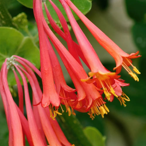 CS - Wild Honeysuckle 野金銀花