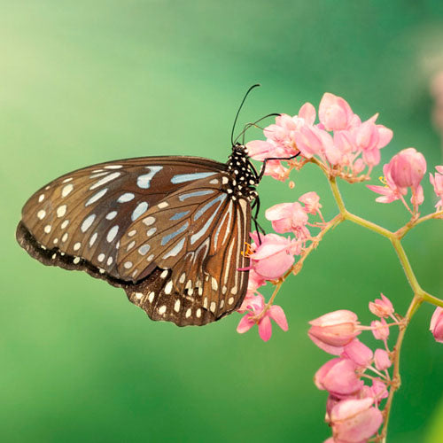 COSMO - Butterfly Paradise Butterfly Paradise