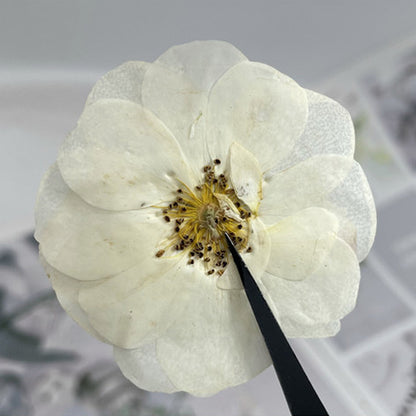 Pressed White Rose 玫瑰花壓花包 - W1 白色 (3-5cm)