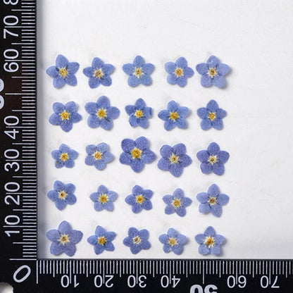 Pressed Mini Forget-me-not 迷你勿忘我壓花包 - WiBl 白色藍色  (0.5-0.7cm)