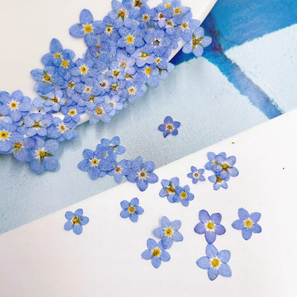 Pressed Mini Forget-me-not 迷你勿忘我壓花包 - WiBl 白色藍色  (0.5-0.7cm)