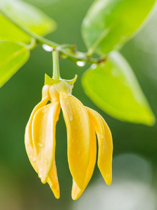 CW - YLANG YLANG OIL (Essential Oil) 天然依蘭精油