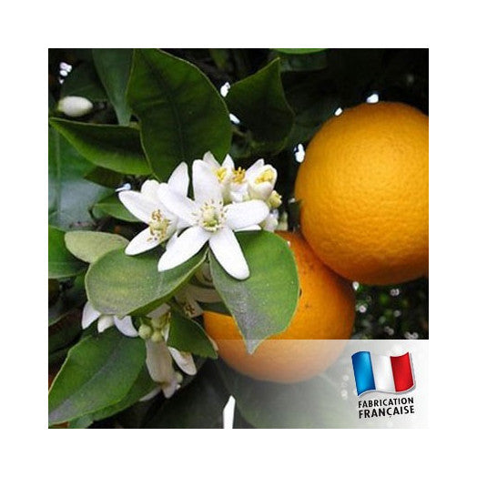TDB - Orange Blossom 橙花