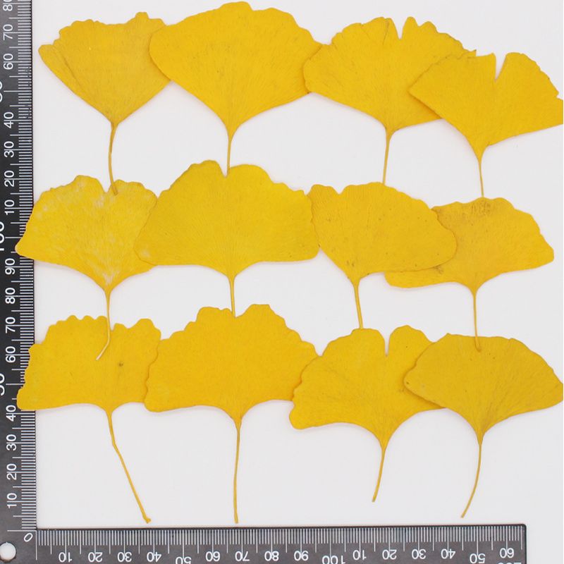 Pressed Ginkgo Leaf 銀杏葉壓花包 -  Y黄色 (4-9cm)