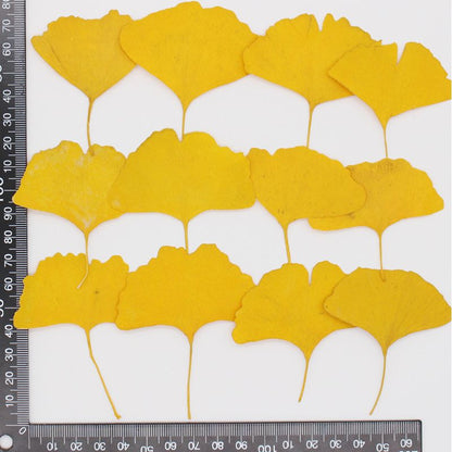 Pressed Ginkgo Leaf 銀杏葉壓花包 -  Y黄色 (4-9cm)