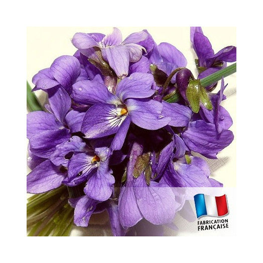 TDB - Wood Violet 木紫羅蘭